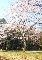 s-CIMG0547.jpg 179×255 36K