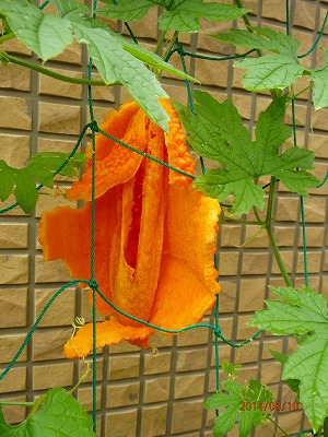 s-P8100448.jpg 300×400 58K